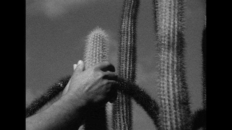 кадр из фильма Sertão, América