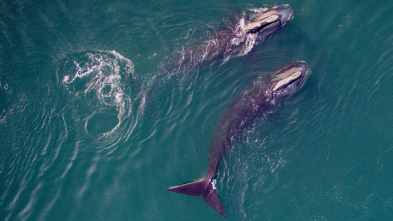 кадр из фильма Saving the Right Whale