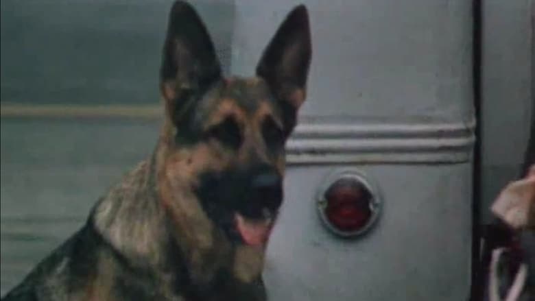 кадр из фильма На привязи у взлетной полосы