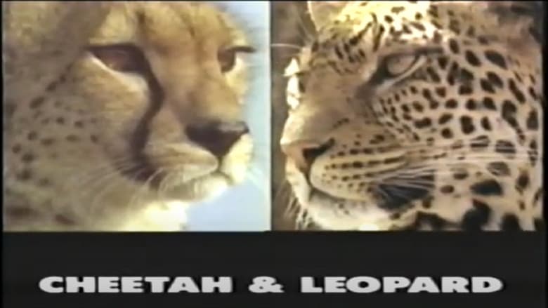 кадр из фильма Predators of the Wild: Cheetah and Leopard