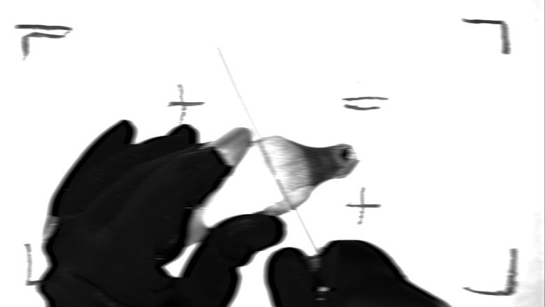 кадр из фильма BIRDS ARE DRONES AND THEY CHARGE ON POWERLINES