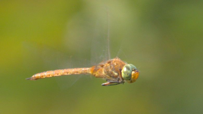 кадр из фильма De wilde waard