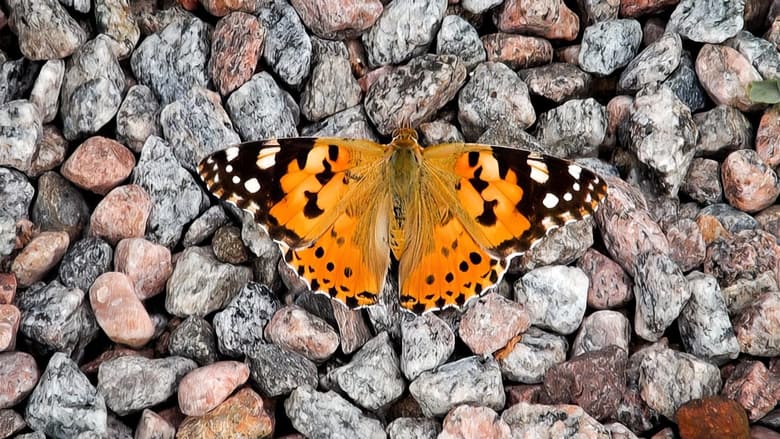 кадр из фильма Godheten