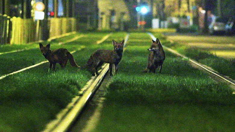 кадр из фильма Bruxelles Sauvage - Faune Capitale