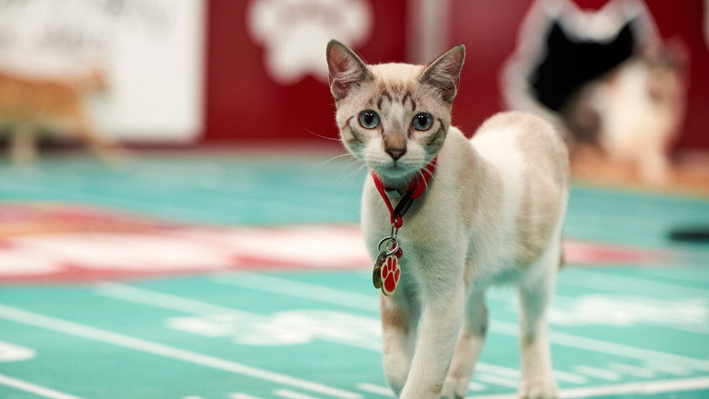 кадр из фильма Hallmark Channel's 1st Annual Cat Bowl
