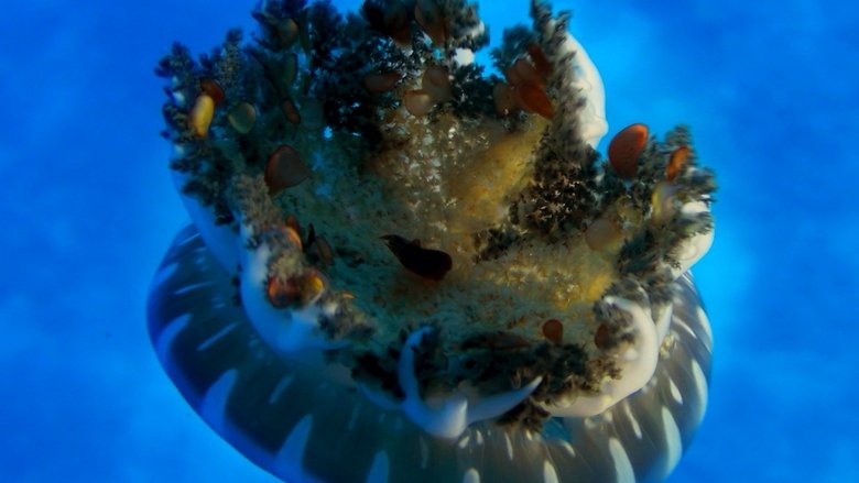 кадр из фильма Чудеса моря 3D