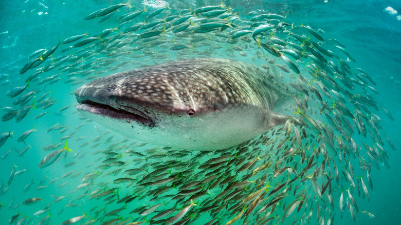 кадр из фильма Планета-океан