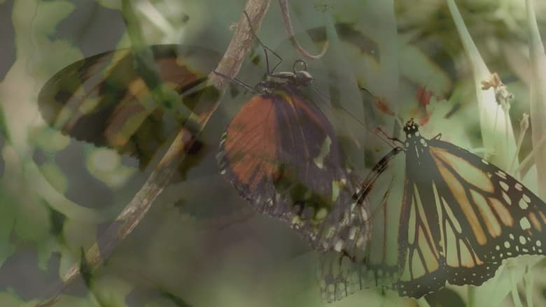 кадр из фильма Las mariposas vuelan