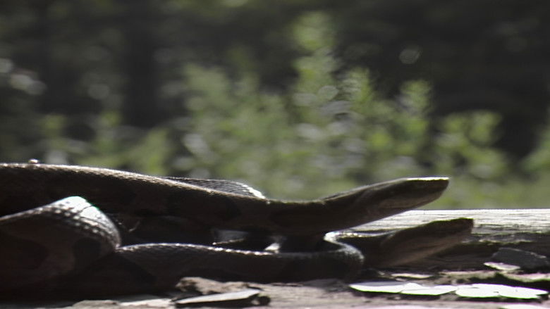 кадр из фильма Copperhead