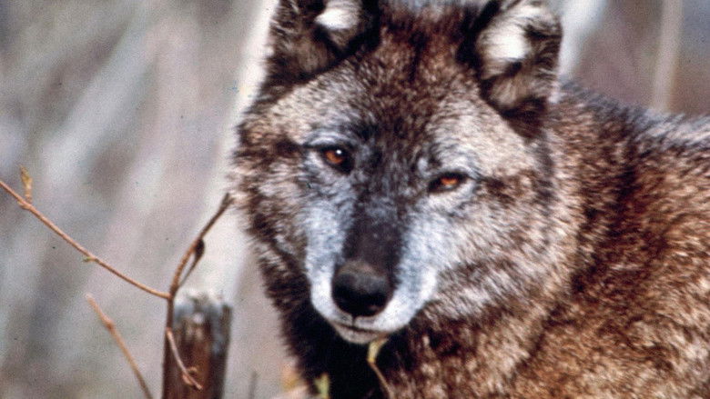 кадр из фильма Death of a Legend