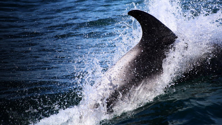 кадр из фильма Sharks vs. Dolphins: Blood Battle