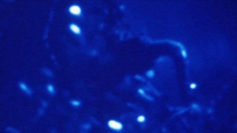 кадр из фильма Морфология сна