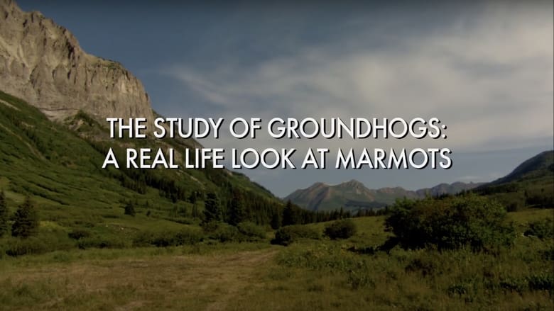 кадр из фильма The Study Of Groundhogs: A Real Life Look At Marmots