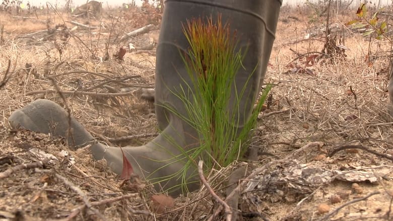 кадр из фильма A Thousand Pines