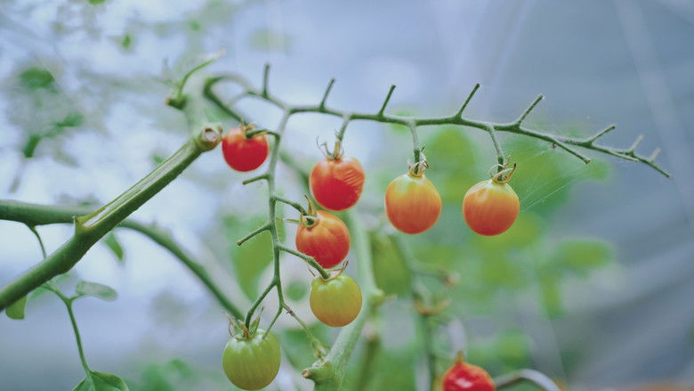 кадр из фильма Grow a Better Dallas