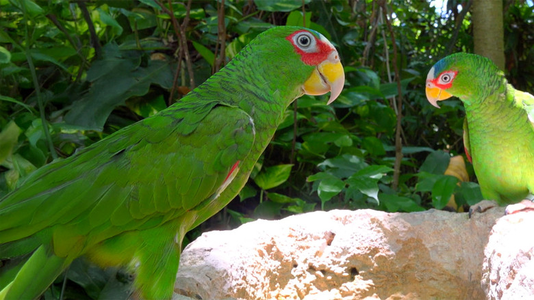 кадр из фильма Жизнь на экваторе