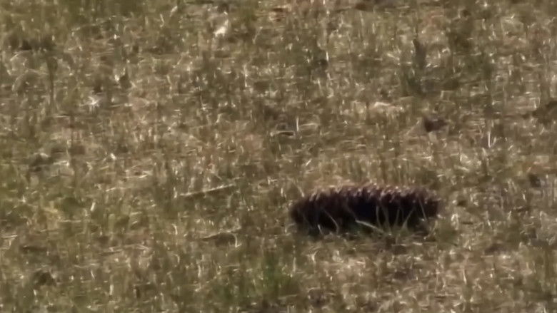 кадр из фильма Híradósok