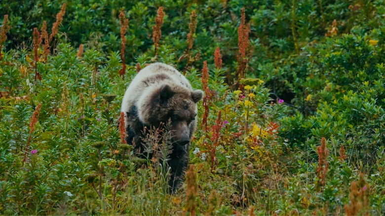 кадр из фильма The Bear Beneath