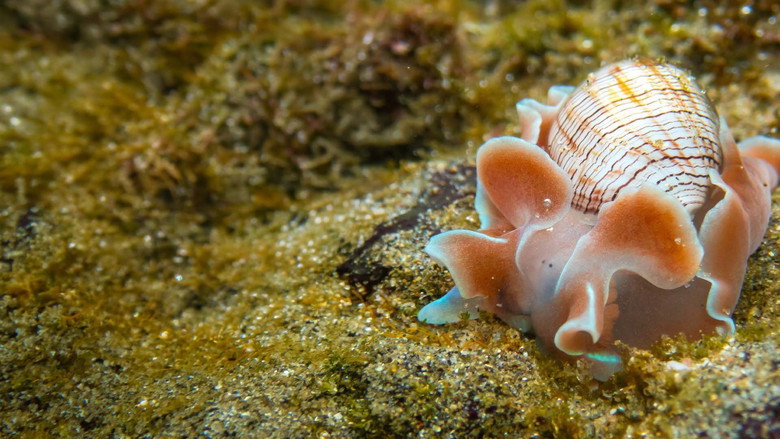 кадр из фильма Shells: Shaped by Nature
