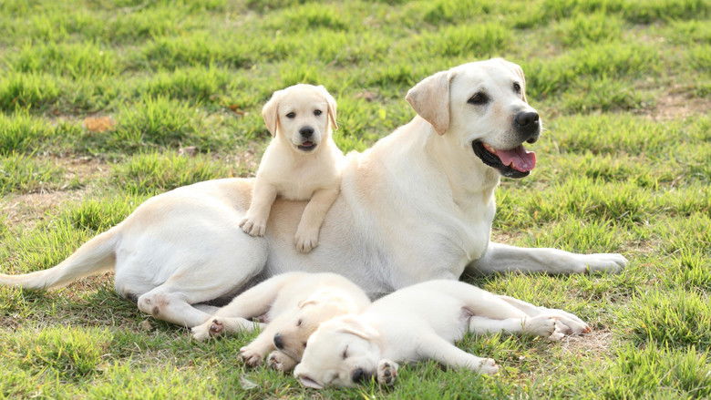 кадр из фильма Сердечко 2