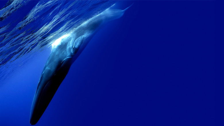 кадр из фильма Самый одинокий кит