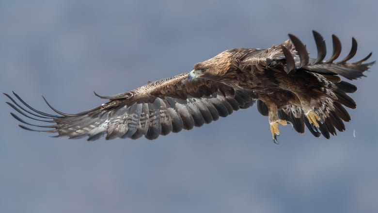 кадр из фильма Steinadler - König der Berge