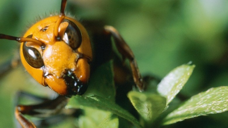 кадр из фильма Killer Hornets