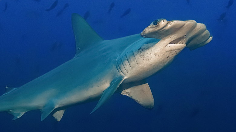 кадр из фильма Hammerhead Sharks Up Close with Bertie Gregory
