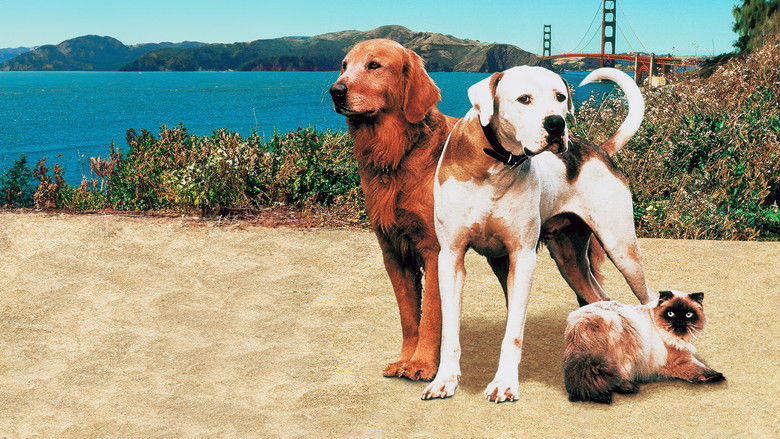 кадр из фильма Дорога домой 2: Затерянные в Сан-Франциско