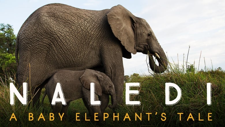 кадр из фильма Naledi: A Baby Elephant's Tale