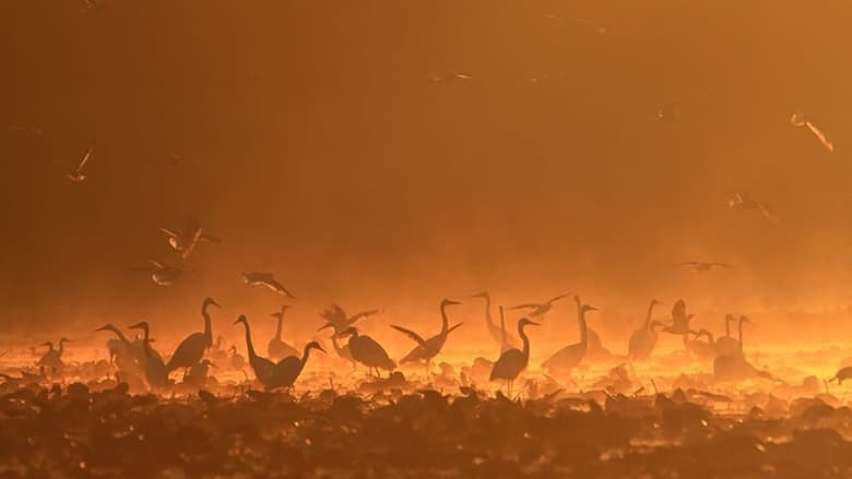 Gemenc - Árterek világa