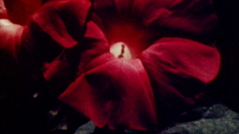 кадр из фильма Bark-Rind