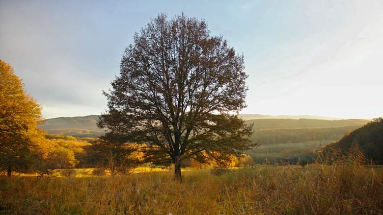 кадр из фильма Der  wilde Wald der Kaiserin