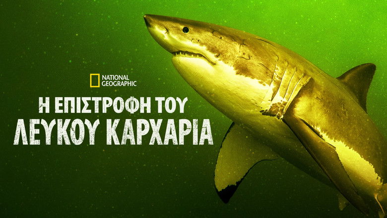 кадр из фильма Возвращение белой акулы