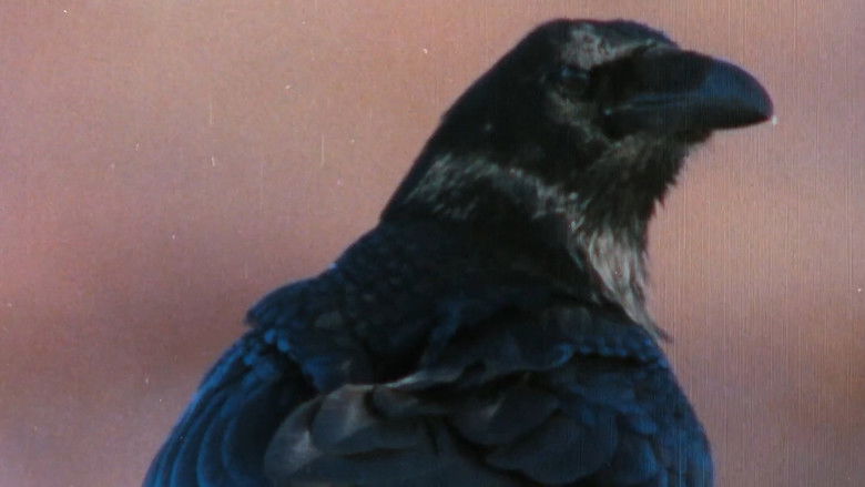 кадр из фильма Pohjoisten metsien äänet