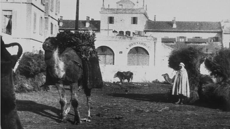 кадр из фильма Marché aux charbons (avec chameaux)