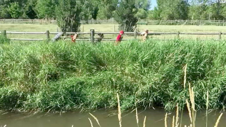 кадр из фильма The Cat Herd 2: The Weregrasshopper