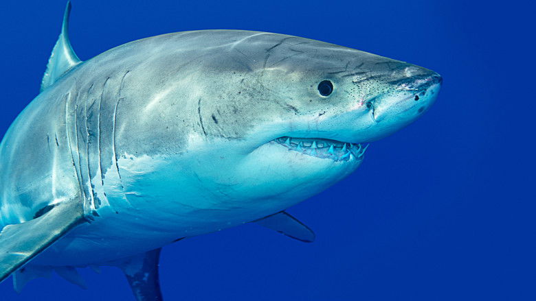 кадр из фильма Killer Shark Vs. Killer Whale
