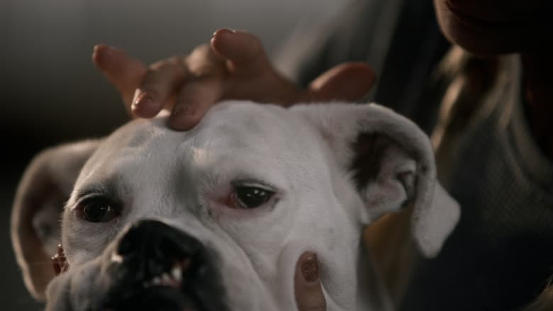 кадр из фильма The School of Canine Massage