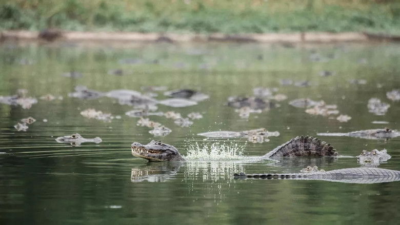 кадр из фильма L'art du camouflage animal
