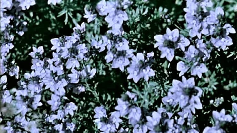 кадр из фильма Цветок, который никто не может найти