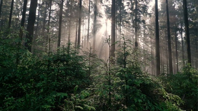 кадр из фильма Tahae Tuakiri