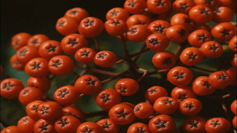 кадр из фильма Všichni dobří rodáci