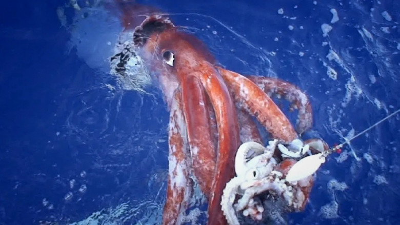 кадр из фильма Hunt For The Giant Squid