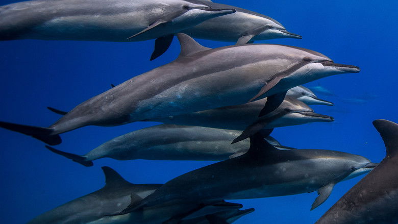 кадр из фильма Brasil Azul
