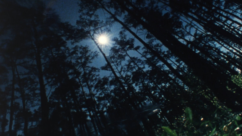 кадр из фильма Wilderness: A Country in the Mind