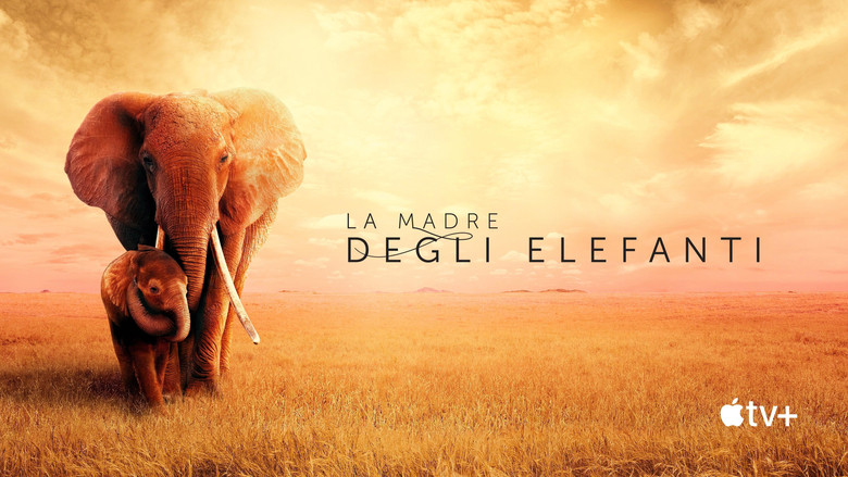 кадр из фильма Королева слонов