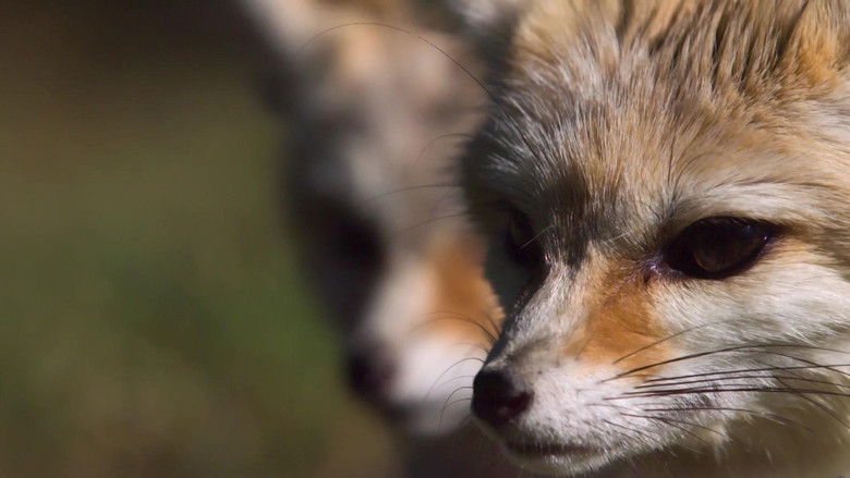 кадр из фильма Super Cute Animals