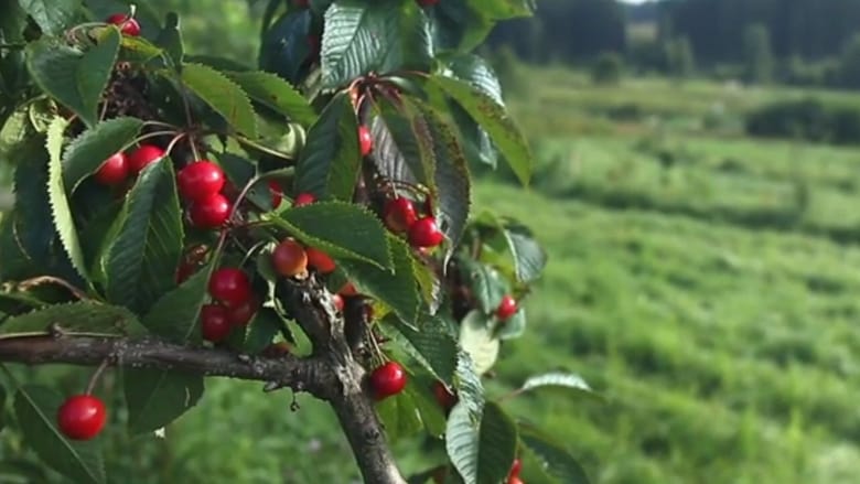 кадр из фильма Gracie's Backyard