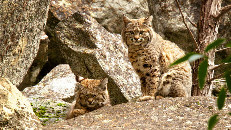 кадр из фильма Wild Little Cats